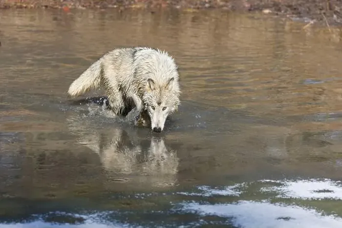 Framed Print : Grey wolf Canis lupus, adult walking in river, Montana, USA, March Framed Print : Grey wolf Canis lupus, adult walking in river, Montana, USA, March