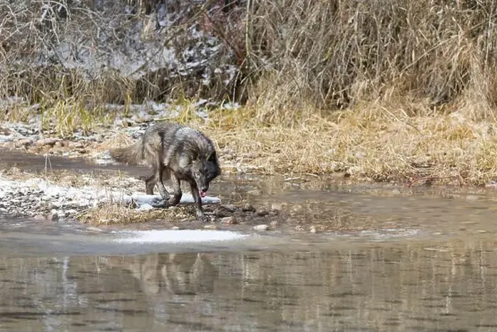 Framed Print : Grey wolf Canis lupus, adult walking at river edge, Montana, USA, March Framed Print : Grey wolf Canis lupus, adult walking at river edge, Montana, USA, March