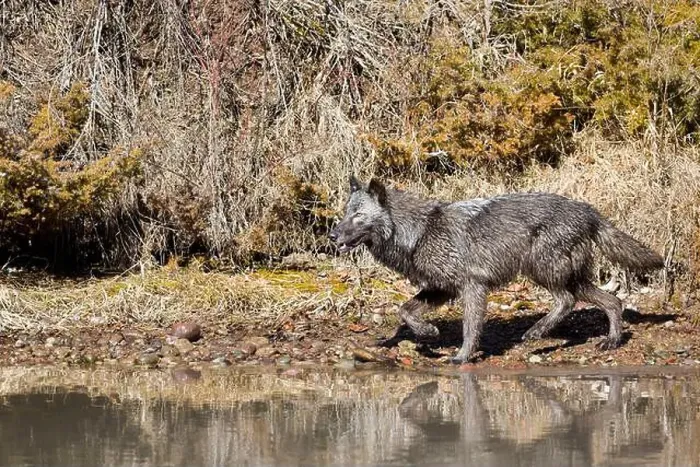 Framed Print : Grey wolf Canis lupus, adult walking at river edge, Montana, USA, March Framed Print : Grey wolf Canis lupus, adult walking at river edge, Montana, USA, March
