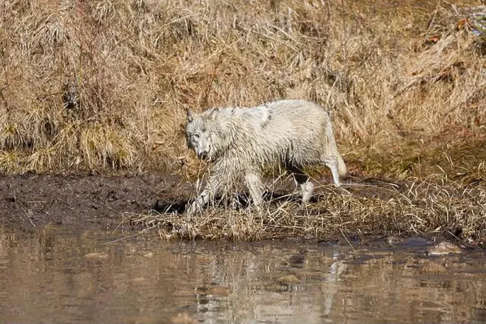 Framed Print : Grey wolf Canis lupus, adult walking at river edge, Montana, USA, March Framed Print : Grey wolf Canis lupus, adult walking at river edge, Montana, USA, March