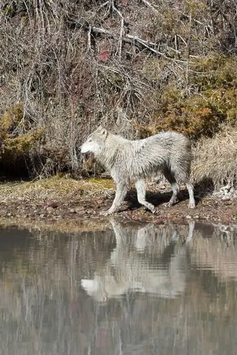 Framed Print : Grey wolf Canis lupus, adult walking at river edge, Montana, USA, March Framed Print : Grey wolf Canis lupus, adult walking at river edge, Montana, USA, March