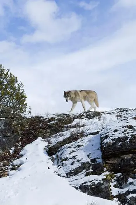 Framed Print : Grey wolf Canis lupus, adult walking on snow covered ridge, Montana, USA, March Framed Print : Grey wolf Canis lupus, adult walking on snow covered ridge, Montana, USA, March
