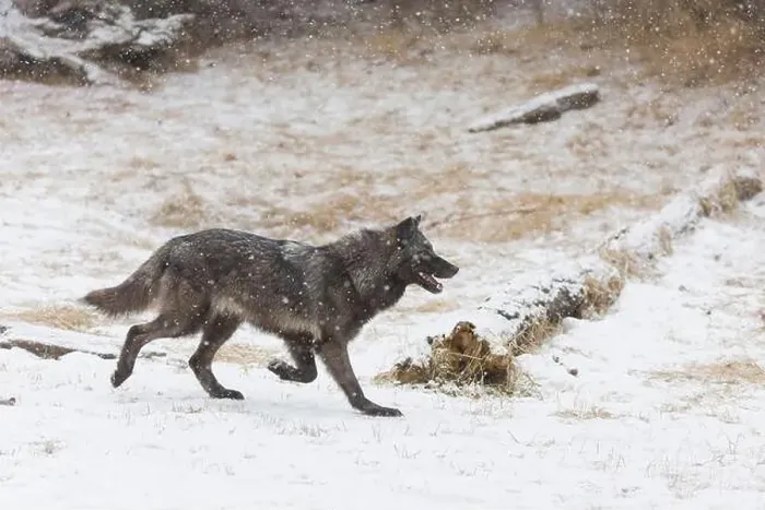 Framed Print : Grey wolf Canis lupus, adult walking on snow during snowfall, Montana, USA, March Framed Print : Grey wolf Canis lupus, adult walking on snow during snowfall, Montana, USA, March