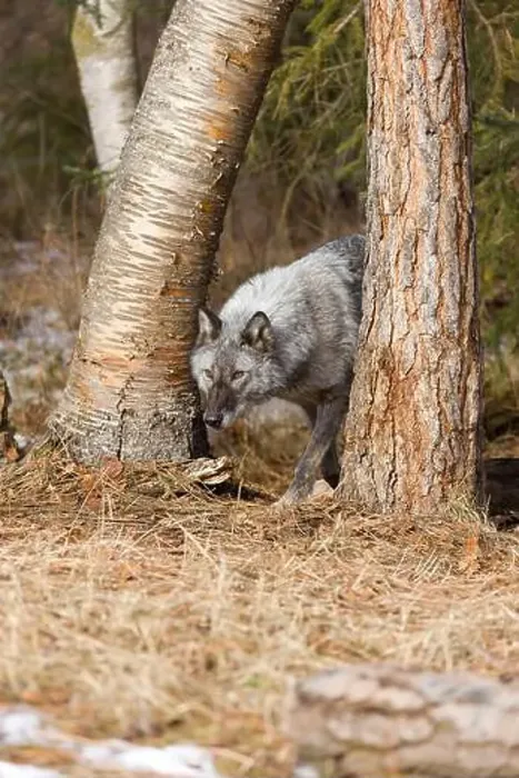 Framed Print : Grey wolf Canis lupus, adult walking between trees at forest edge, Montana, USA, March Framed Print : Grey wolf Canis lupus, adult walking between trees at forest edge, Montana, USA, March