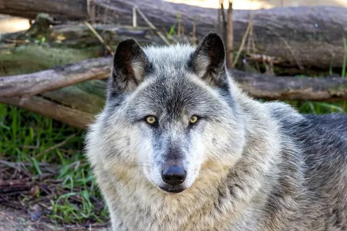Framed Print : The grey wolf (Canis lupus) preys on ungulates, small animals, and carrion. Photo taken in Yellowstone Framed Print : The grey wolf (Canis lupus) preys on ungulates, small animals, and carrion. Photo taken in Yellowstone