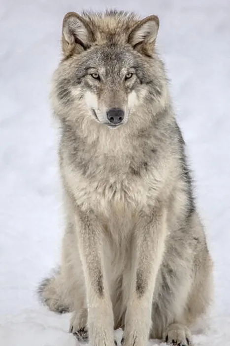 Framed Print : Grey Wolf Sitting Framed Print : Grey Wolf Sitting