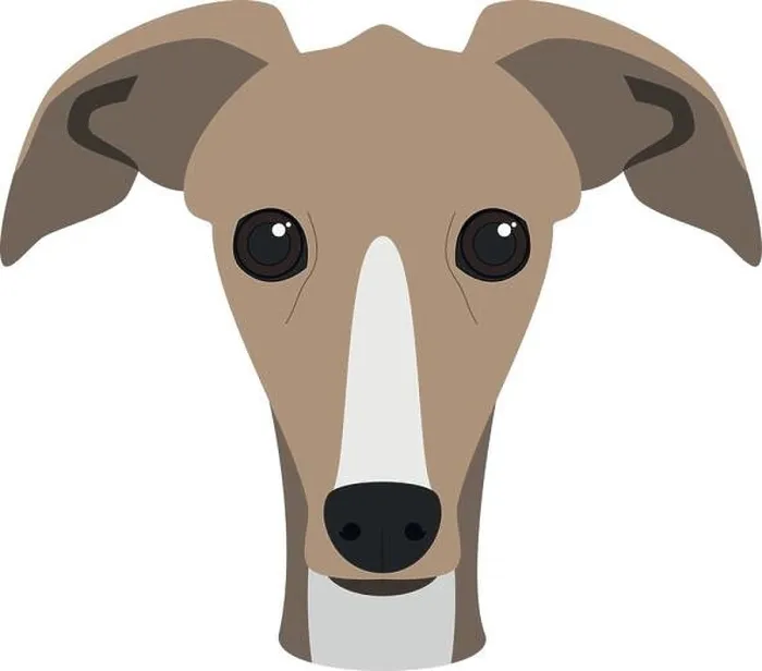 Framed Print : Greyhound dog isolated on white background vector illustration Framed Print : Greyhound dog isolated on white background vector illustration