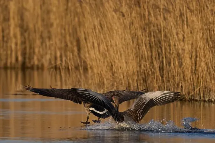Framed Print : Greylag Goose (Anser Anser) chasing away a Canada Goose (Branta canadensis) on the Somerset Levels in Somerset Framed Print : Greylag Goose (Anser Anser) chasing away a Canada Goose (Branta canadensis) on the Somerset Levels in Somerset