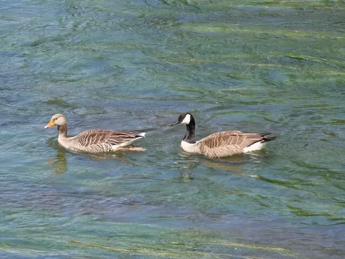 Framed Print : A greylag goose and a Canada goose swim one behind the other against the current on a river Framed Print : A greylag goose and a Canada goose swim one behind the other against the current on a river