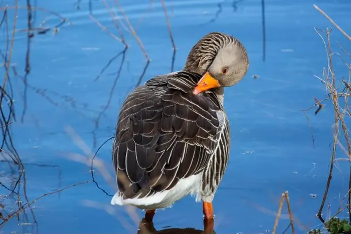 Framed Print : Greylag Goose at West Stow Lakes Suffolk