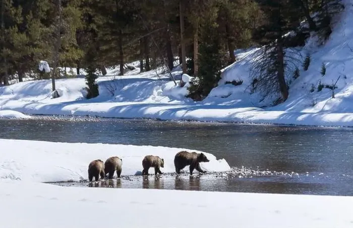 Framed Print : Grizzly Bear 399 and her three cubs of 2008 walking through the snow along the Snake River Framed Print : Grizzly Bear 399 and her three cubs of 2008 walking through the snow along the Snake River