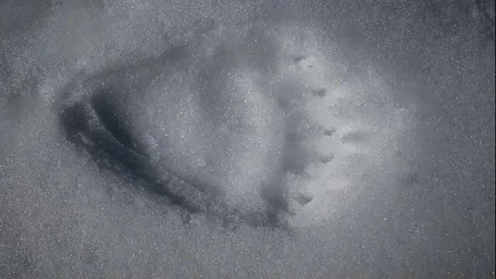 Framed Print : Grizzly bear paw print marking its territory in the pristine snow Framed Print : Grizzly bear paw print marking its territory in the pristine snow