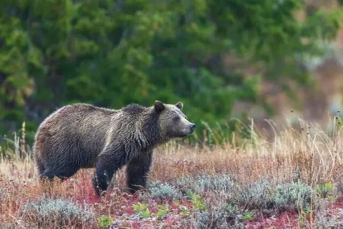Framed Print : Grizzly bear scans surroundings during an autumn rain shower in Wyoming Framed Print : Grizzly bear scans surroundings during an autumn rain shower in Wyoming