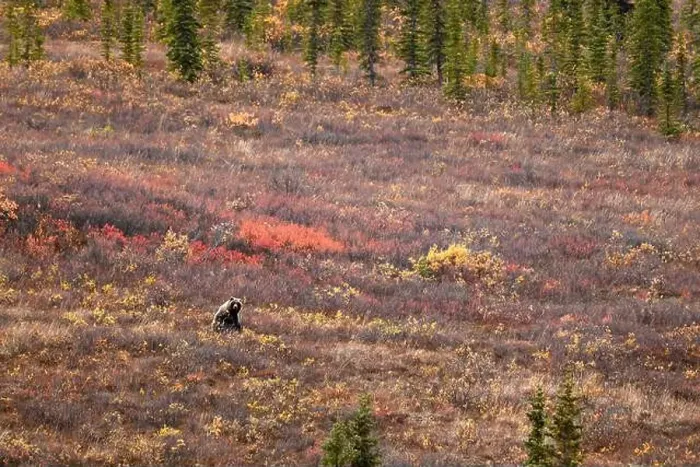 Framed Print : A grizzly bear seen in autumn in the Danali national park, Alaska Framed Print : A grizzly bear seen in autumn in the Danali national park, Alaska