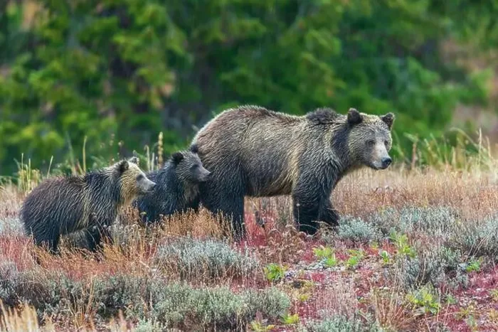 Framed Print : Grizzly bear sow with twin cubs during an autumn rain shower in Wyoming Framed Print : Grizzly bear sow with twin cubs during an autumn rain shower in Wyoming
