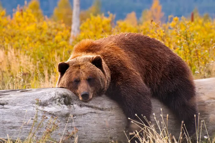 Framed Print : A grizzly bear taking a rest Framed Print : A grizzly bear taking a rest