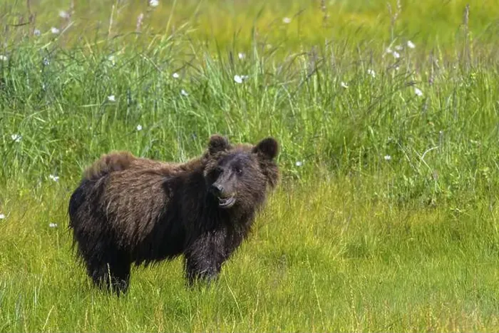 Framed Print : A grizzly bear (Ursus arctos horribilis) stands on a flower meadow and looks to the side Framed Print : A grizzly bear (Ursus arctos horribilis) stands on a flower meadow and looks to the side