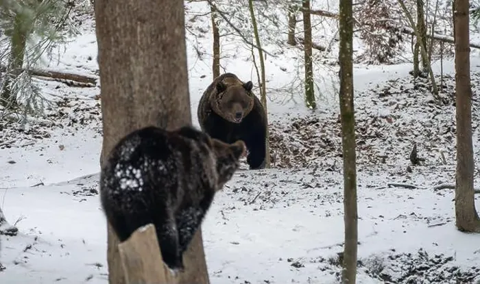 Framed Print : The two Grizzly bears stroll through a snowy landscape by snow-laden trees Framed Print : The two Grizzly bears stroll through a snowy landscape by snow-laden trees