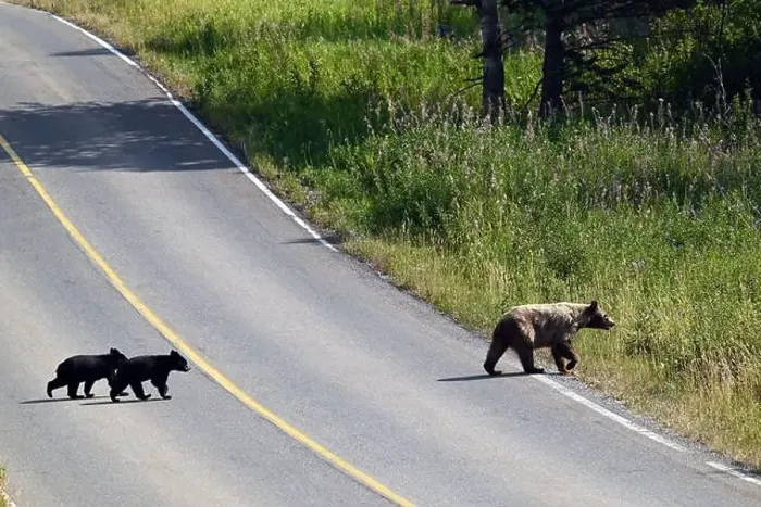 Framed Print : A grizzly mother crossing a road with her 2 children, near Waterton in south Alberta, Canada Framed Print : A grizzly mother crossing a road with her 2 children, near Waterton in south Alberta, Canada