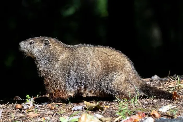 Framed Print : Groundhog (Marmota monax) - Brevard, North Carolina, USA Framed Print : Groundhog (Marmota monax) - Brevard, North Carolina, USA
