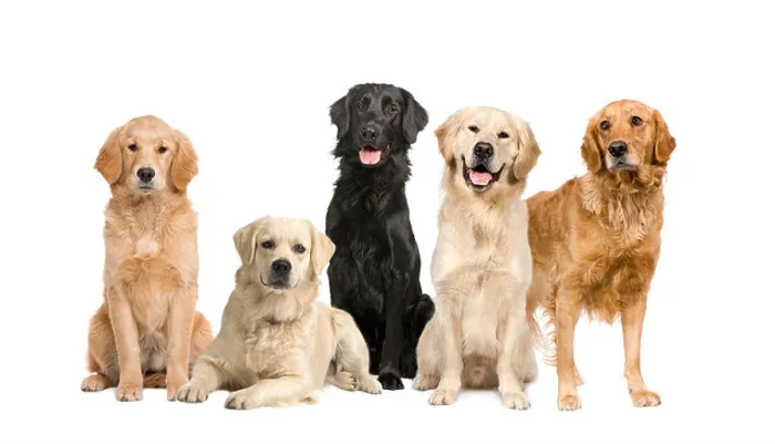 Framed Print : group of 5 golden retriever and labrador facing the camera in front of a white background