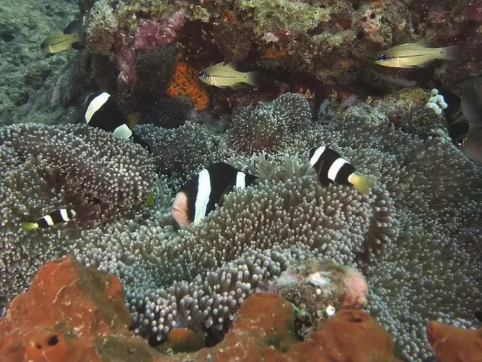 Framed Print : Group of anemonefish, Clark's anemonefish (Amphiprion clarkii) melanistic Framed Print : Group of anemonefish, Clark's anemonefish (Amphiprion clarkii) melanistic