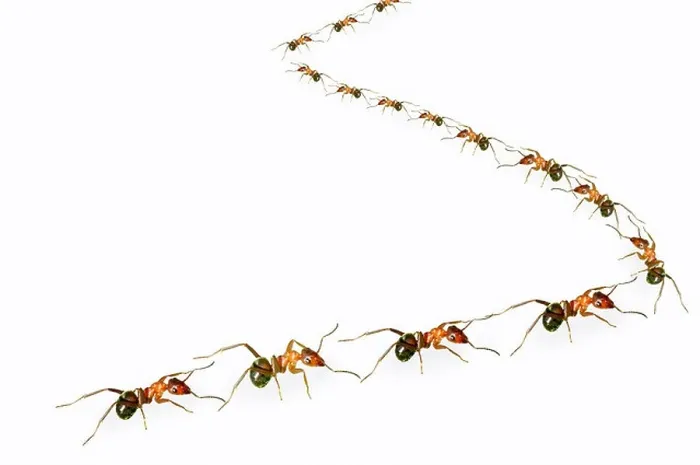 Framed Print : A group of ants arranged ins shape Framed Print : A group of ants arranged ins shape