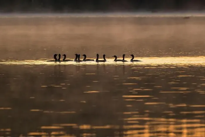 Framed Print : Group of Arctic Loons swimming in lake at sunset Framed Print : Group of Arctic Loons swimming in lake at sunset