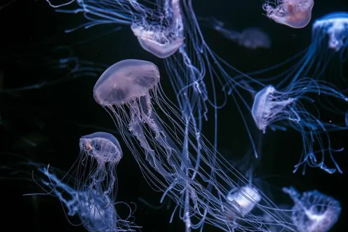Framed Print : Group of Atlantic sea nettle, Chrysaora quinquecirrha