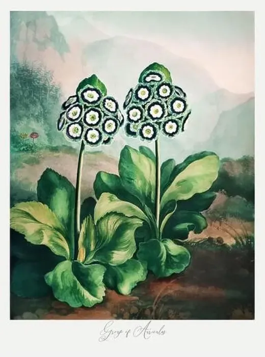 Framed Print : Group of Auriculas. Antique Victorian Flower painting Framed Print : Group of Auriculas. Antique Victorian Flower painting
