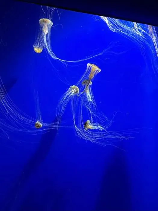 Framed Print : A group of beautiful yellow, orange jellyfish with long thin tails swimming in the bright blue ocean water Framed Print : A group of beautiful yellow, orange jellyfish with long thin tails swimming in the bright blue ocean water
