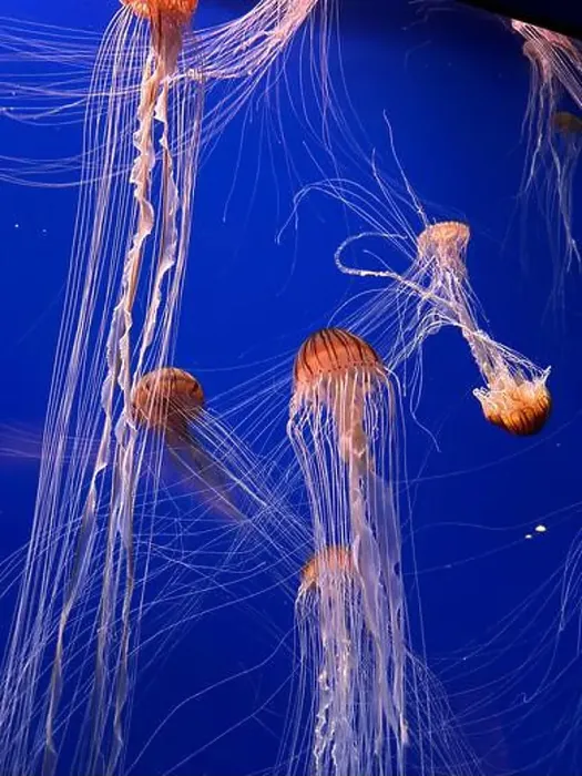 Framed Print : A group of beautiful yellow, orange jellyfish with long thin tails swimming in the bright blue ocean water Framed Print : A group of beautiful yellow, orange jellyfish with long thin tails swimming in the bright blue ocean water