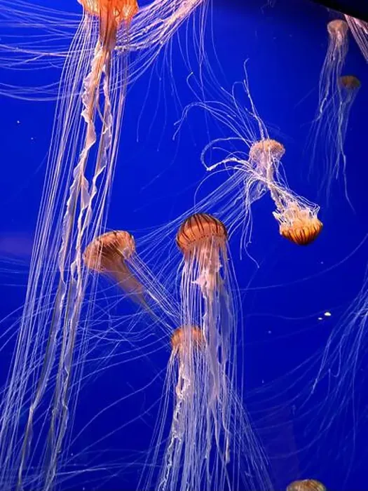 Framed Print : A group of beautiful yellow, orange jellyfish with long thin tails swimming in the bright blue ocean water Framed Print : A group of beautiful yellow, orange jellyfish with long thin tails swimming in the bright blue ocean water