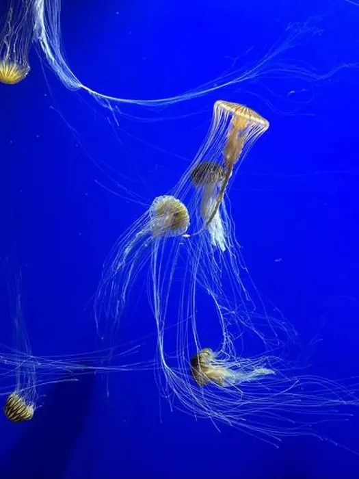 Framed Print : A group of beautiful yellow, orange jellyfish with long thin tails swimming in the bright blue ocean water Framed Print : A group of beautiful yellow, orange jellyfish with long thin tails swimming in the bright blue ocean water