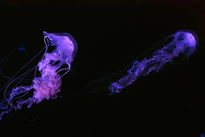 Framed Print : Group of Black sea nettle, Chrysaora achlyos swimming in dark water of aquarium tank with purple neon light Framed Print : Group of Black sea nettle, Chrysaora achlyos swimming in dark water of aquarium tank with purple neon light