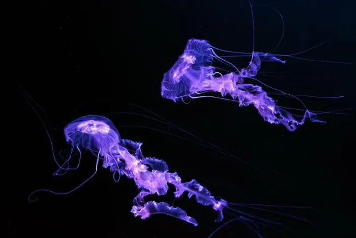 Framed Print : Group of Black sea nettle, Chrysaora achlyos swimming in dark water of aquarium tank with purple neon light