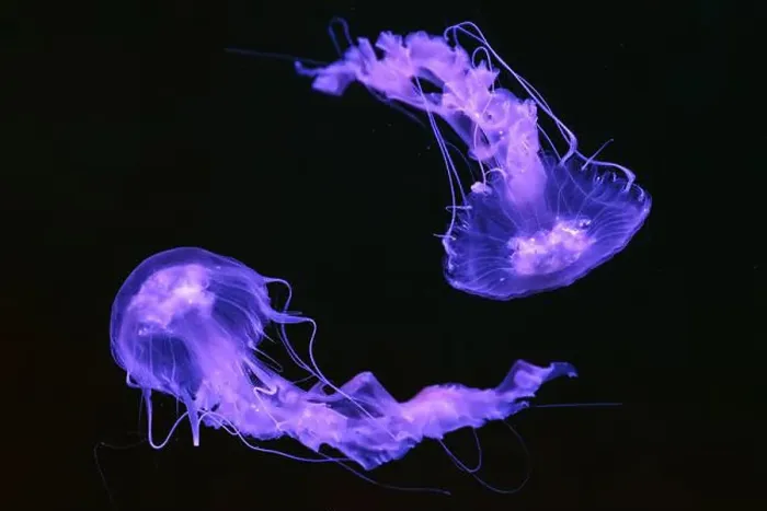 Framed Print : Group of Black sea nettle, Chrysaora achlyos swimming in dark water of aquarium tank with purple neon light Framed Print : Group of Black sea nettle, Chrysaora achlyos swimming in dark water of aquarium tank with purple neon light