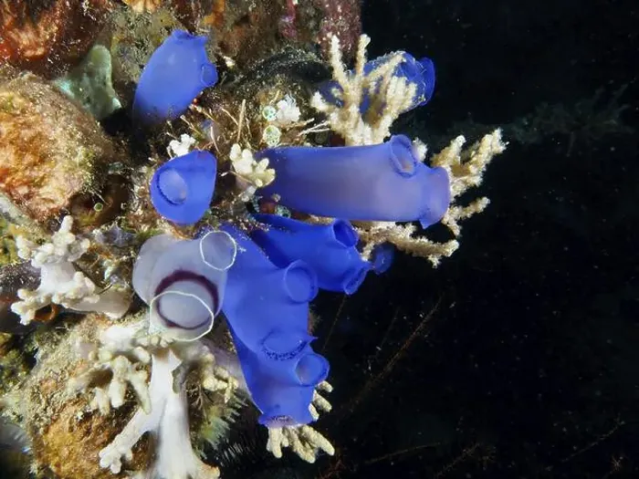 Framed Print : Group of Blue Sea Squirts (Clavelina coerulea) and corals in the ocean Framed Print : Group of Blue Sea Squirts (Clavelina coerulea) and corals in the ocean