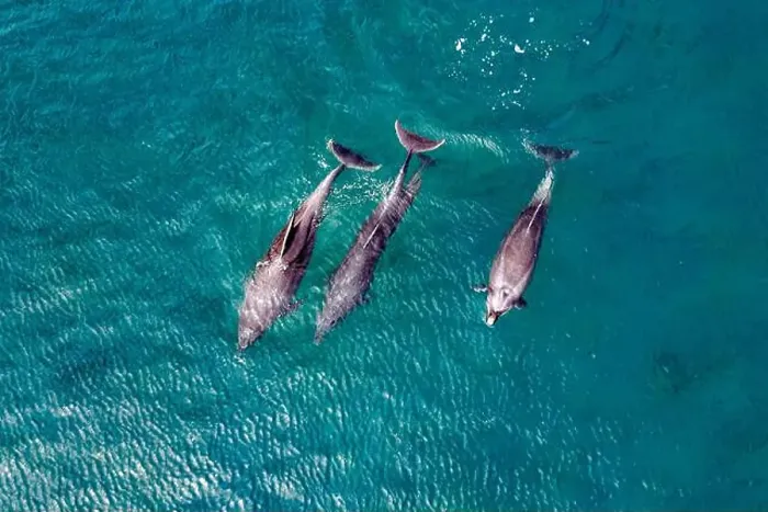Framed Print : group of Bottlenose dolphins in blue cortez sea aerial drone view in loreto bay california sur mexico Framed Print : group of Bottlenose dolphins in blue cortez sea aerial drone view in loreto bay california sur mexico