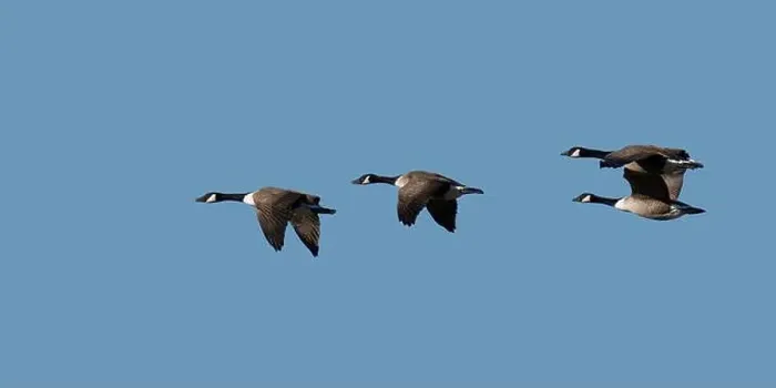 Framed Print : a group of canada geese in flight Framed Print : a group of canada geese in flight