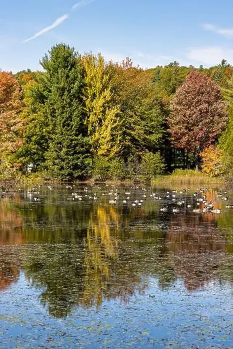 Framed Print : Group of Canada geese on a pond