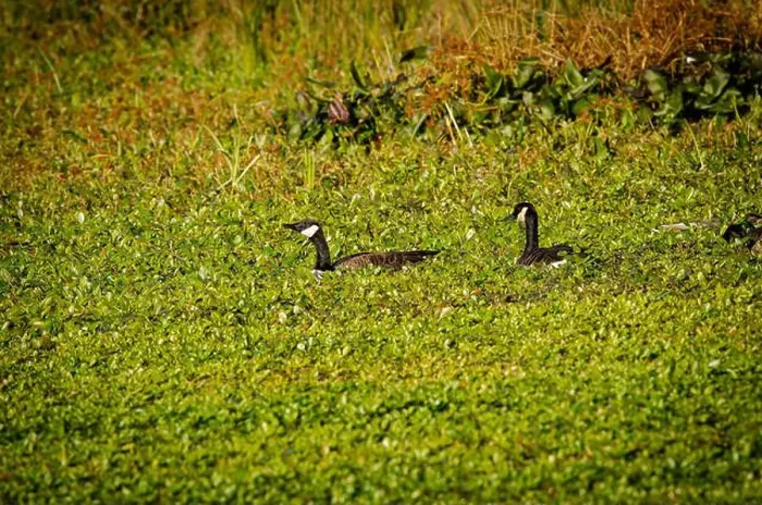 Framed Print : Group of Canada Goose Framed Print : Group of Canada Goose