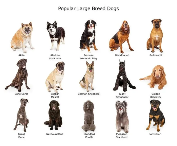 Framed Print : A group of fifteen common large breed dogs together Framed Print : A group of fifteen common large breed dogs together