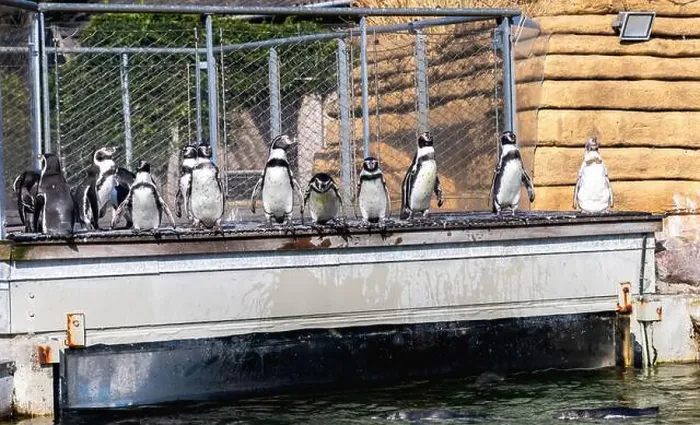 Framed Print : A group of cute penguins standing in a line. High quality photo Framed Print : A group of cute penguins standing in a line. High quality photo