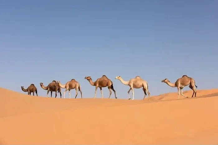 Framed Print : A group of dromedary camels crossing a dune in the Empty Quarters desert. Abu Dhabi, United Arab Emirates Framed Print : A group of dromedary camels crossing a dune in the Empty Quarters desert. Abu Dhabi, United Arab Emirates