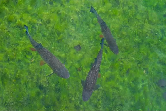 Framed Print : Group of fish swim in the greenish clear water, a group of fish under water Framed Print : Group of fish swim in the greenish clear water, a group of fish under water