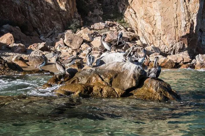Framed Print : A group or flock of brown pelicans sit atop a whitewashed rock near Cabo Arch, Cabo San Lucas, Baja Peninsula, Mexico Framed Print : A group or flock of brown pelicans sit atop a whitewashed rock near Cabo Arch, Cabo San Lucas, Baja Peninsula, Mexico