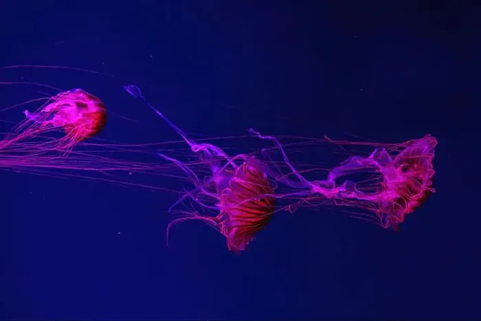 Framed Print : Group of fluorescent jellyfish swimming underwater aquarium pool with red light Framed Print : Group of fluorescent jellyfish swimming underwater aquarium pool with red light