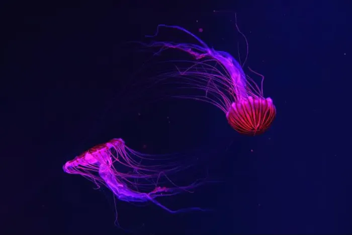 Framed Print : Group of fluorescent jellyfish swimming underwater aquarium pool with red light Framed Print : Group of fluorescent jellyfish swimming underwater aquarium pool with red light