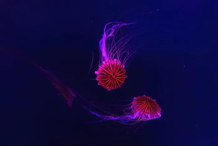 Framed Print : Group of fluorescent jellyfish swimming underwater aquarium pool with red light Framed Print : Group of fluorescent jellyfish swimming underwater aquarium pool with red light